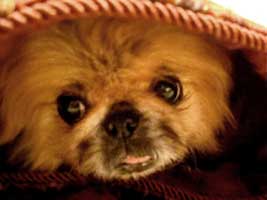 Dog Photo Loading